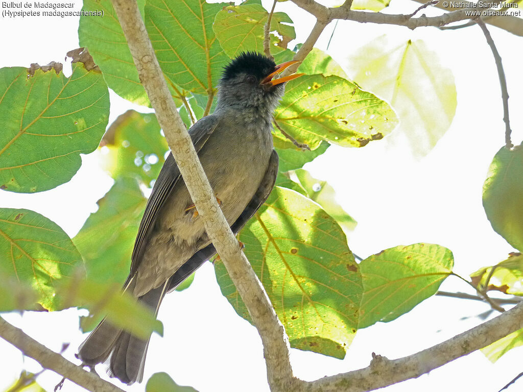 Malagasy Bulbuladult, identification, song