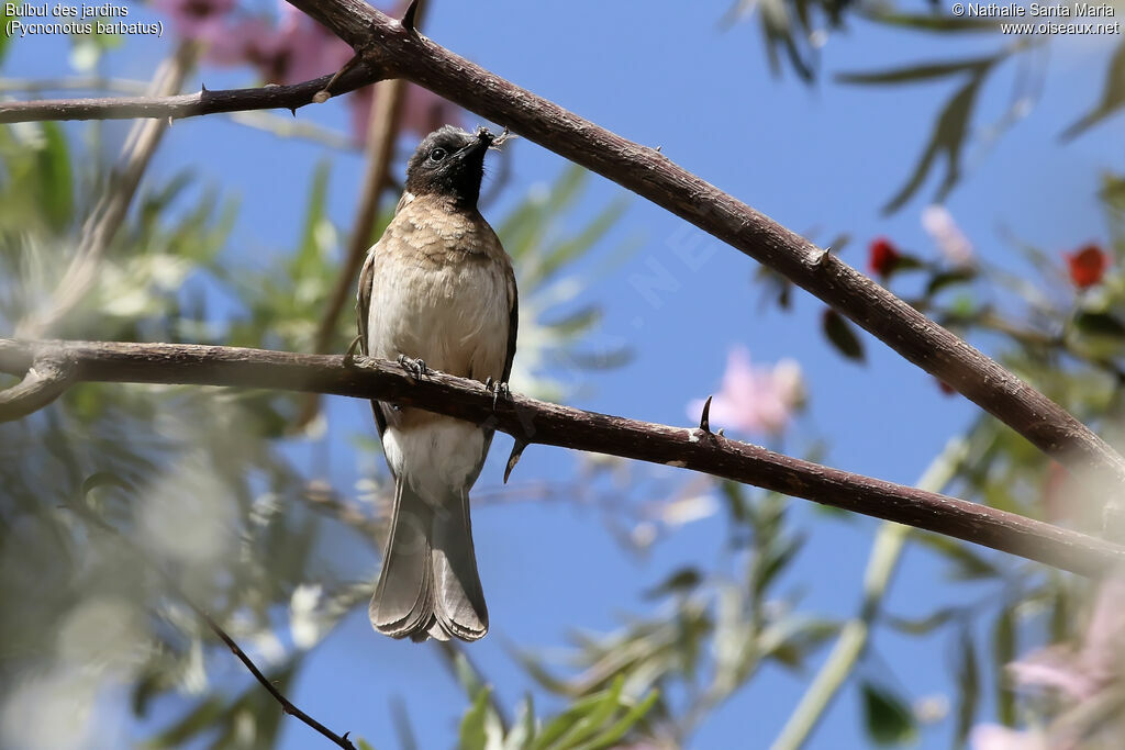 Common Bulbuladult, identification, feeding habits, Reproduction-nesting