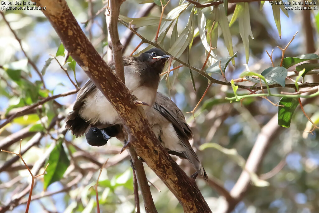 Common Bulbuljuvenile, identification