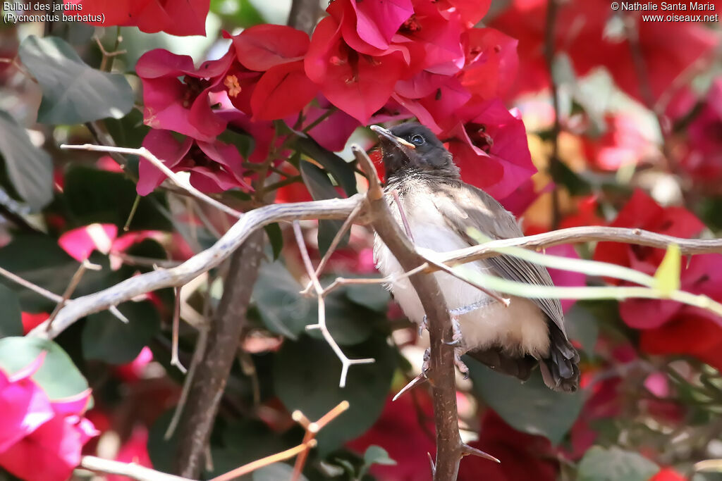 Common Bulbuljuvenile, identification