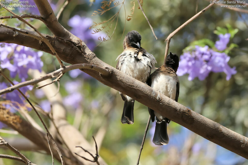 Bulbul des jardinsadulte, habitat, soins