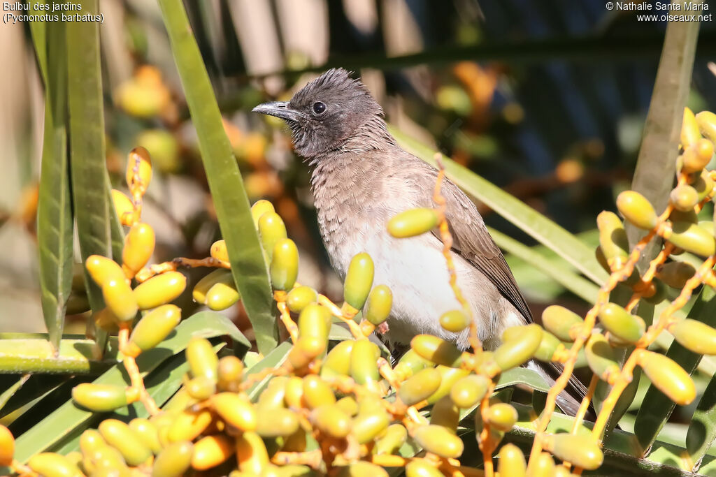 Common Bulbuladult, identification