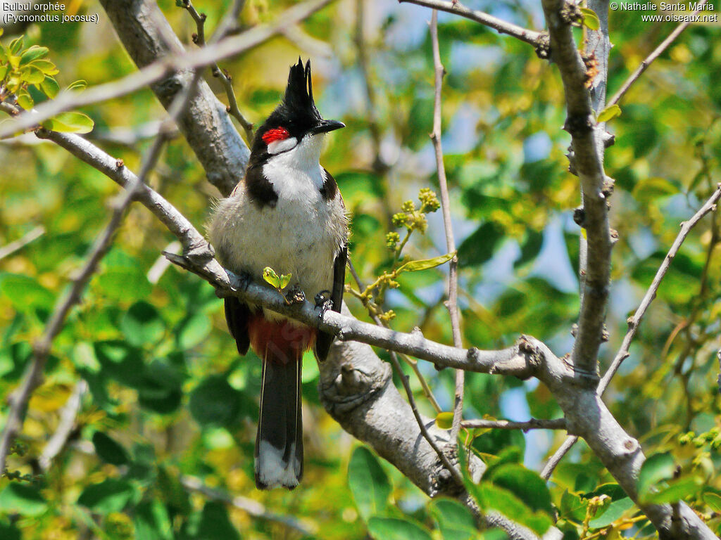 Bulbul orphéeadulte, identification