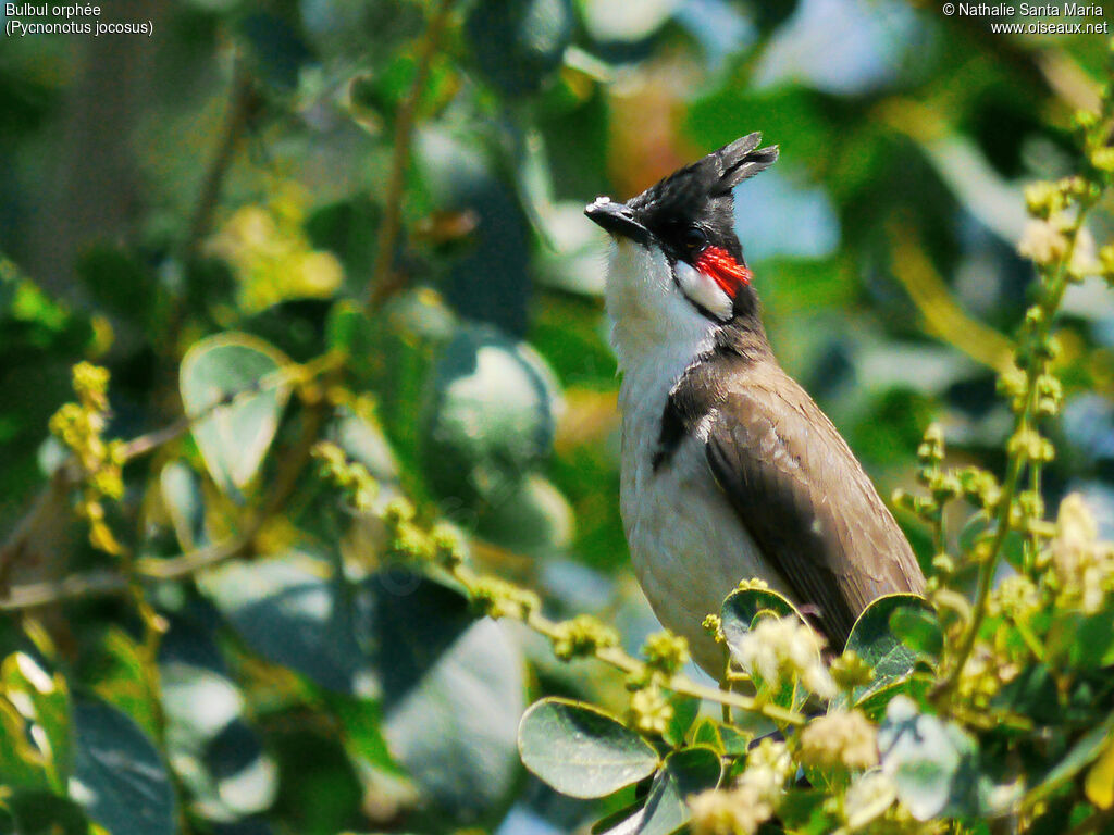 Red-whiskered Bulbuladult, identification