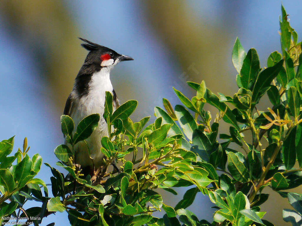 Bulbul orphéeadulte, identification