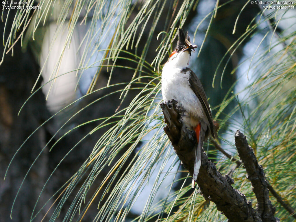 Bulbul orphéeadulte, identification, régime