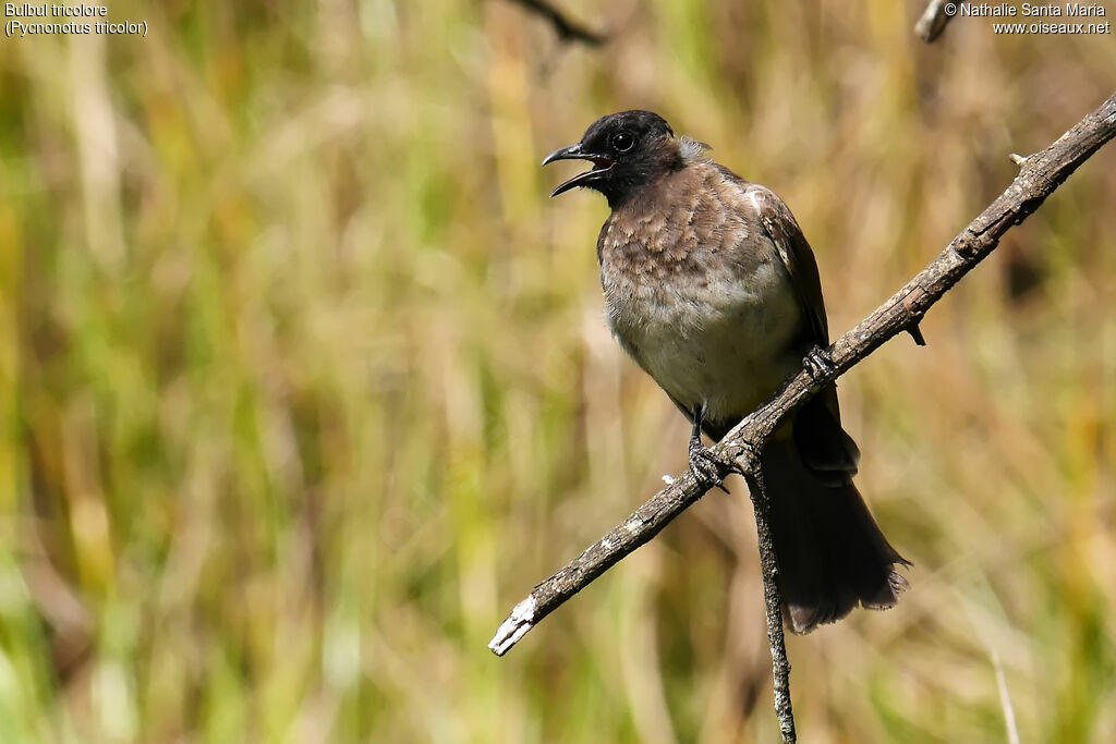 Dark-capped Bulbuladult, identification, moulting