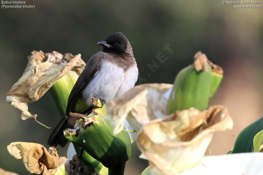 Dark-capped Bulbuladult, identification