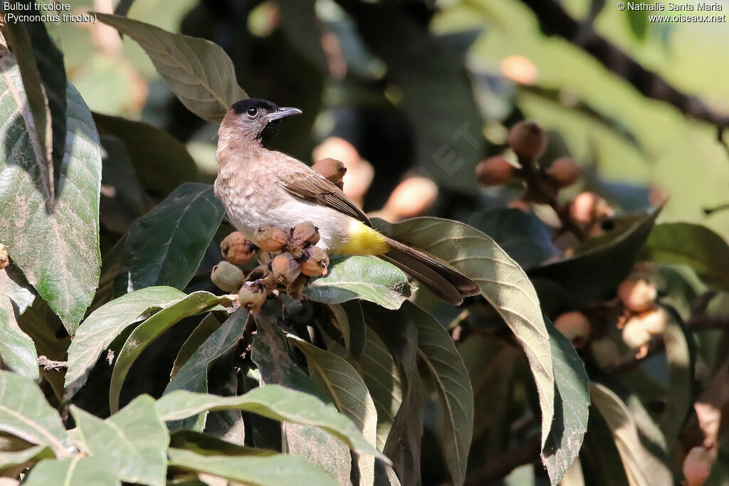Dark-capped Bulbuladult, identification, clues
