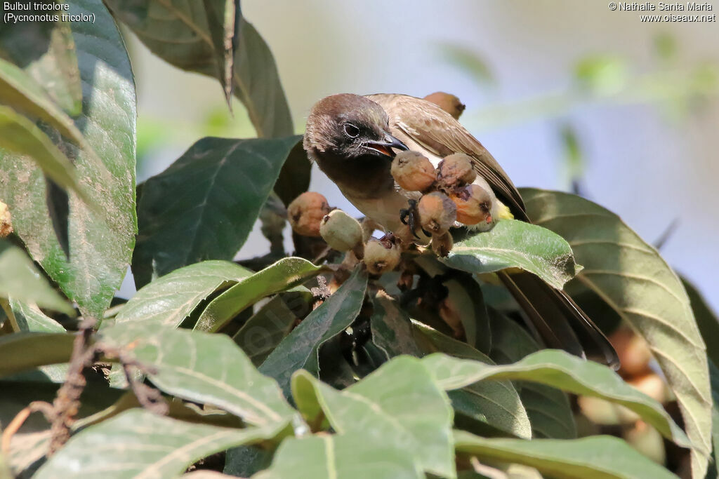 Dark-capped Bulbuladult, identification, feeding habits, eats