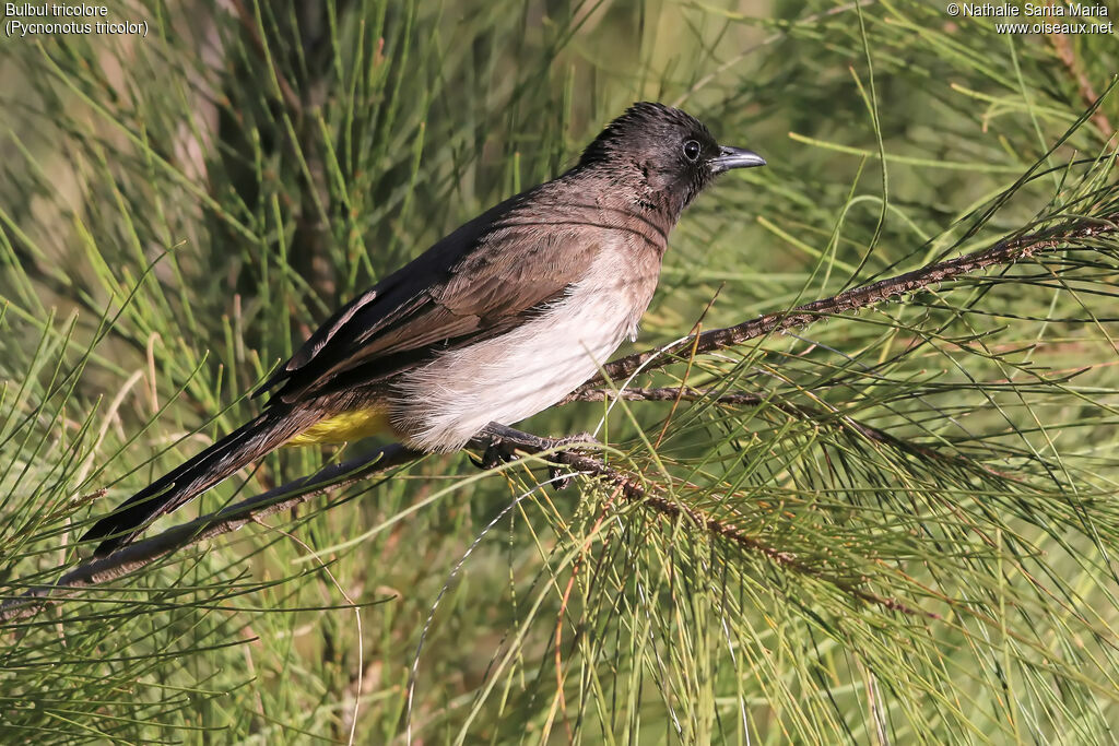 Dark-capped Bulbuladult, identification