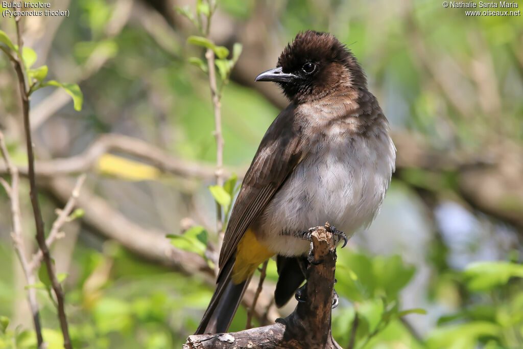 Dark-capped Bulbuladult, identification