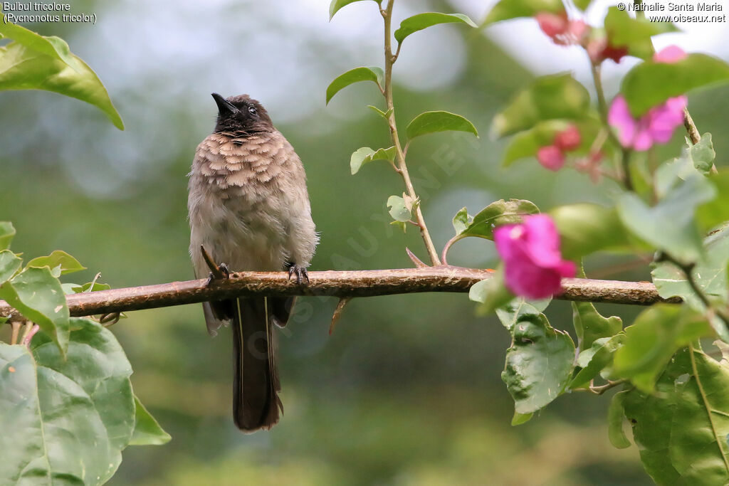 Dark-capped Bulbuladult, identification