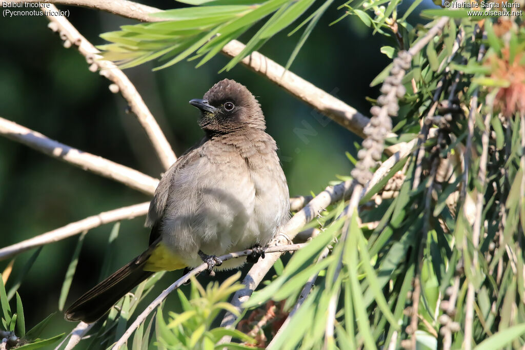 Dark-capped Bulbuladult, identification