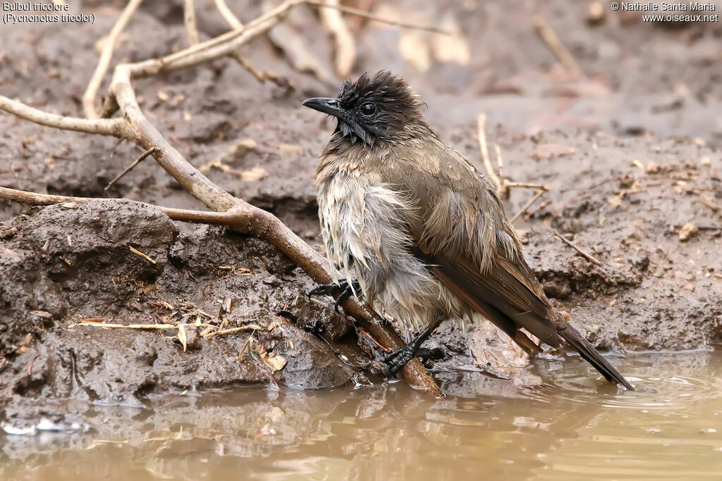 Dark-capped Bulbuladult, identification, care