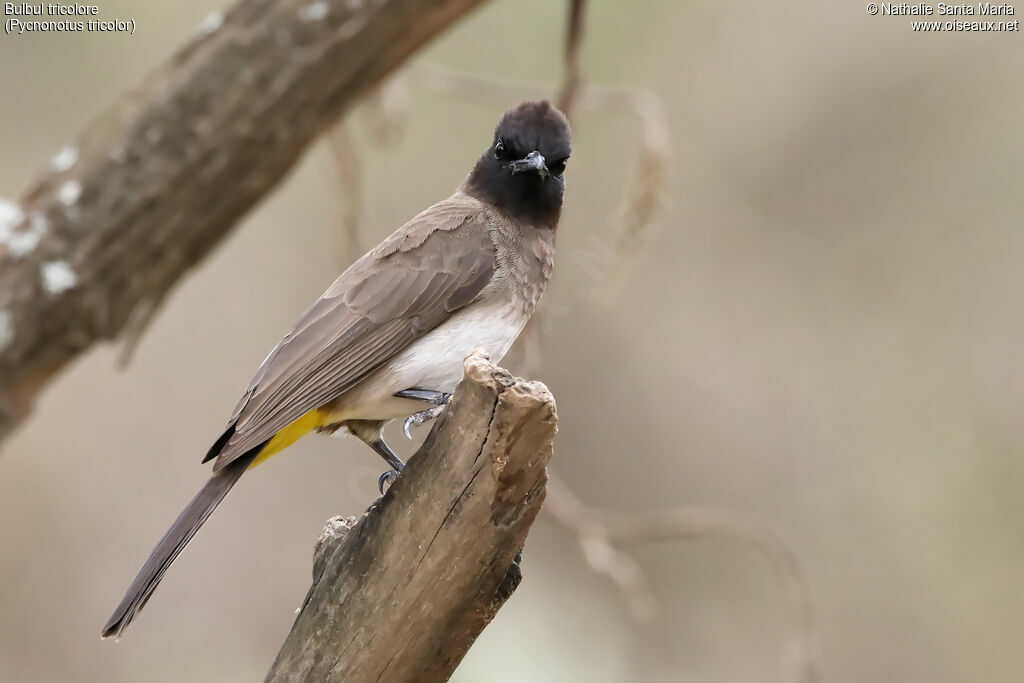 Dark-capped Bulbuladult, identification