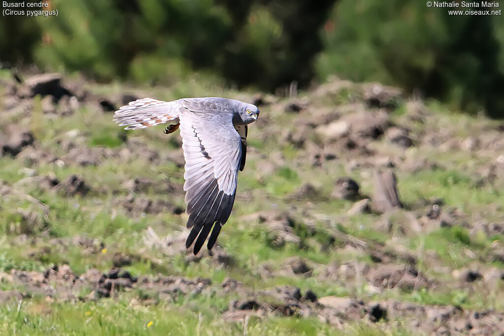Montagu's Harrier male adult, identification, Flight