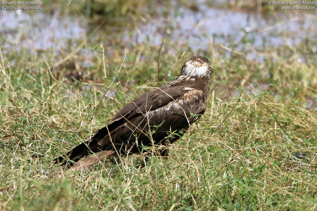 Western Marsh Harrierimmature, identification