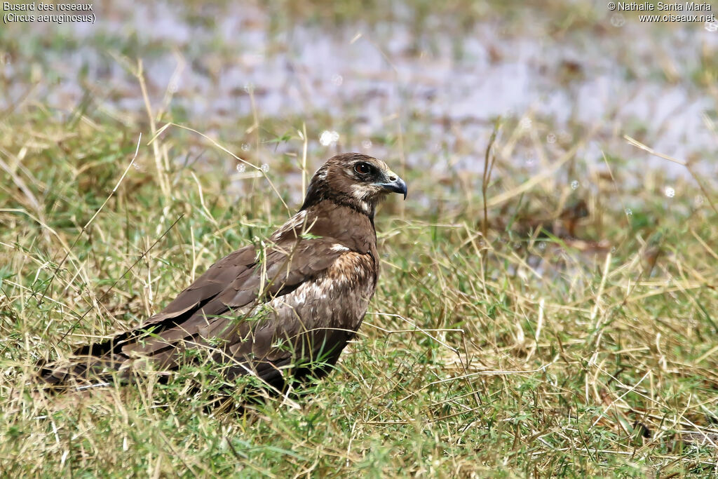 Western Marsh Harrierimmature, identification