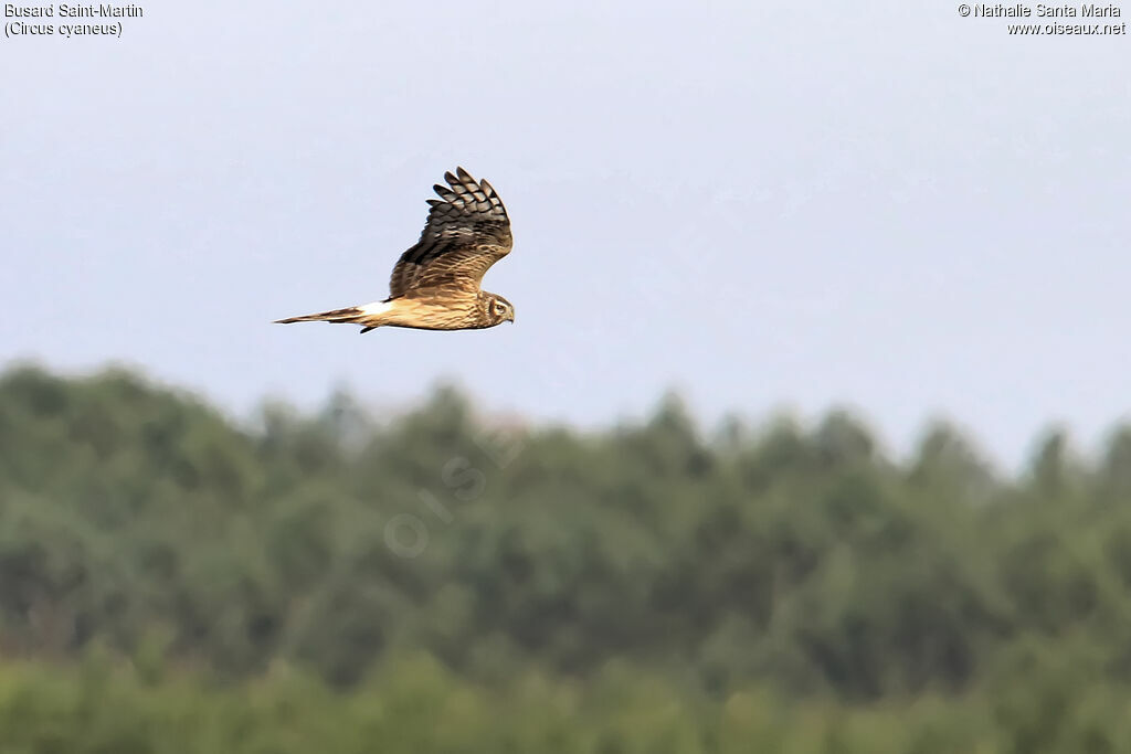 Hen Harrier female adult, identification, Flight