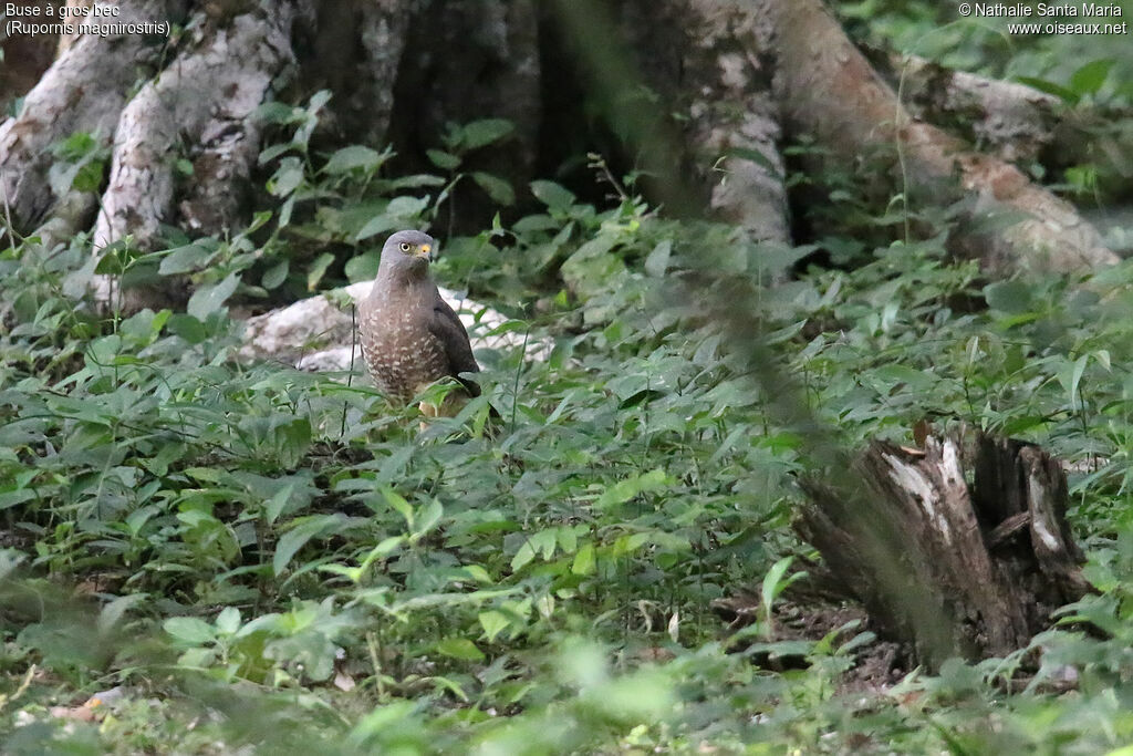 Buse à gros becadulte, habitat, pêche/chasse