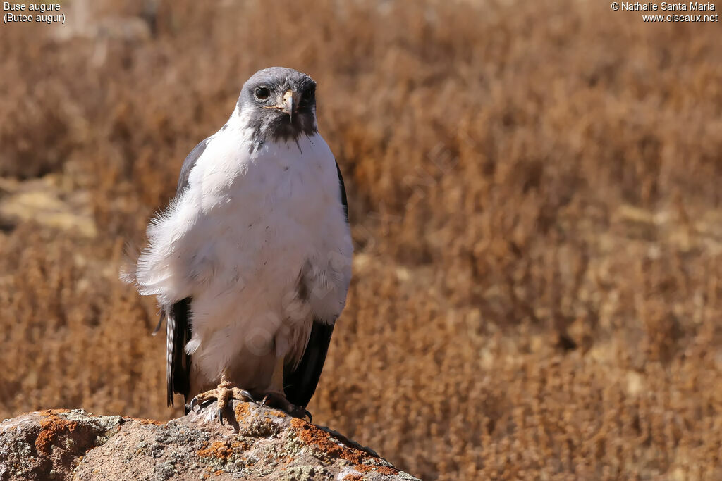 Buse augureadulte, identification