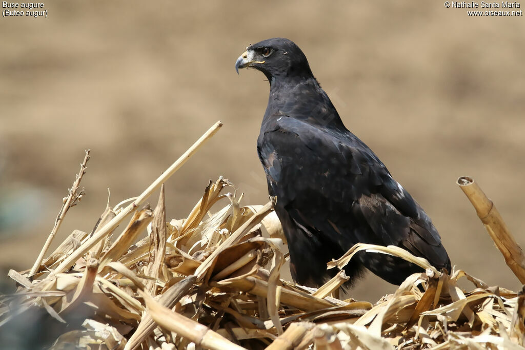 Buse augureadulte, identification