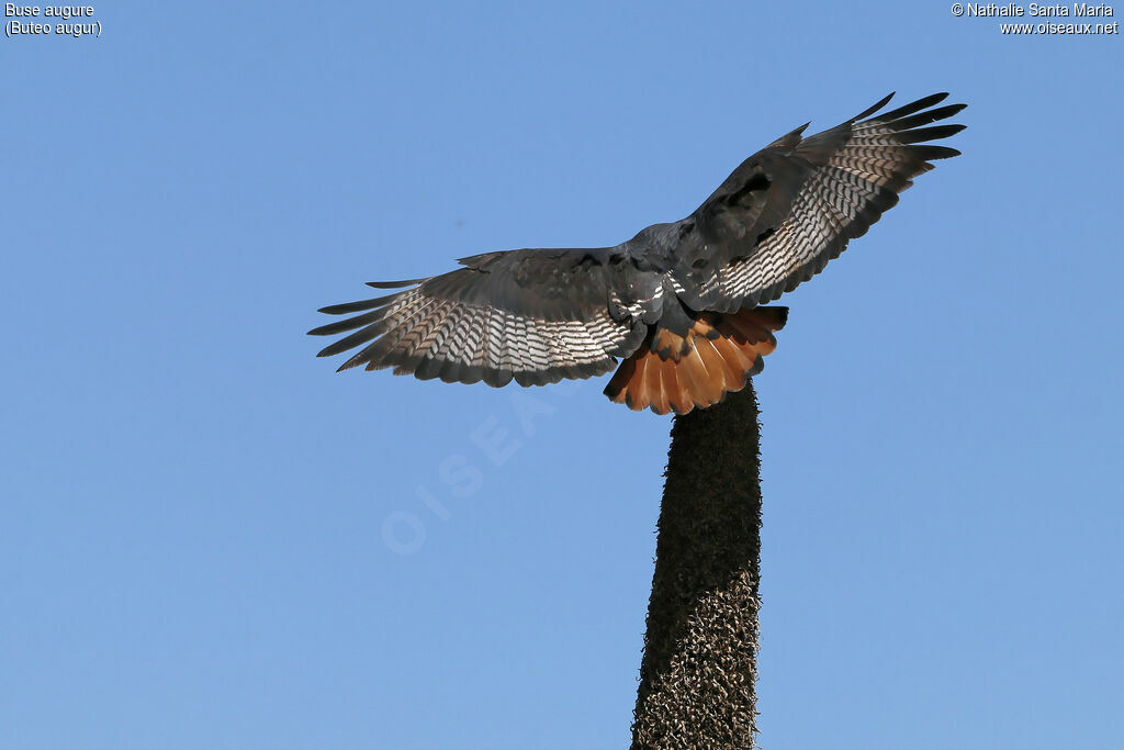 Augur Buzzardadult, aspect, pigmentation, Flight