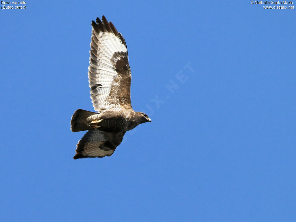 Buse variableadulte, identification, Vol
