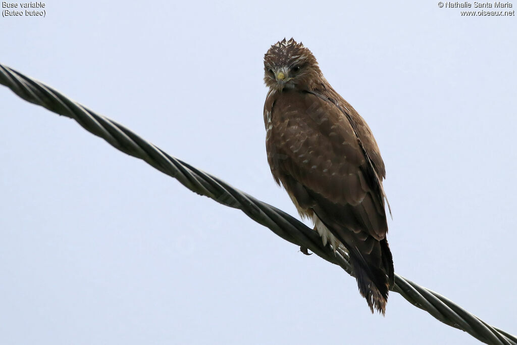Buse variableadulte, identification