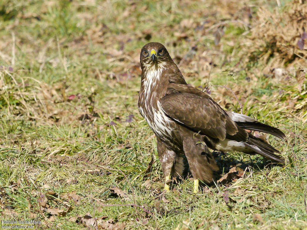 Buse variableadulte, identification