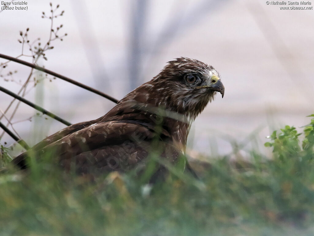 Buse variableadulte, portrait, mue, pêche/chasse