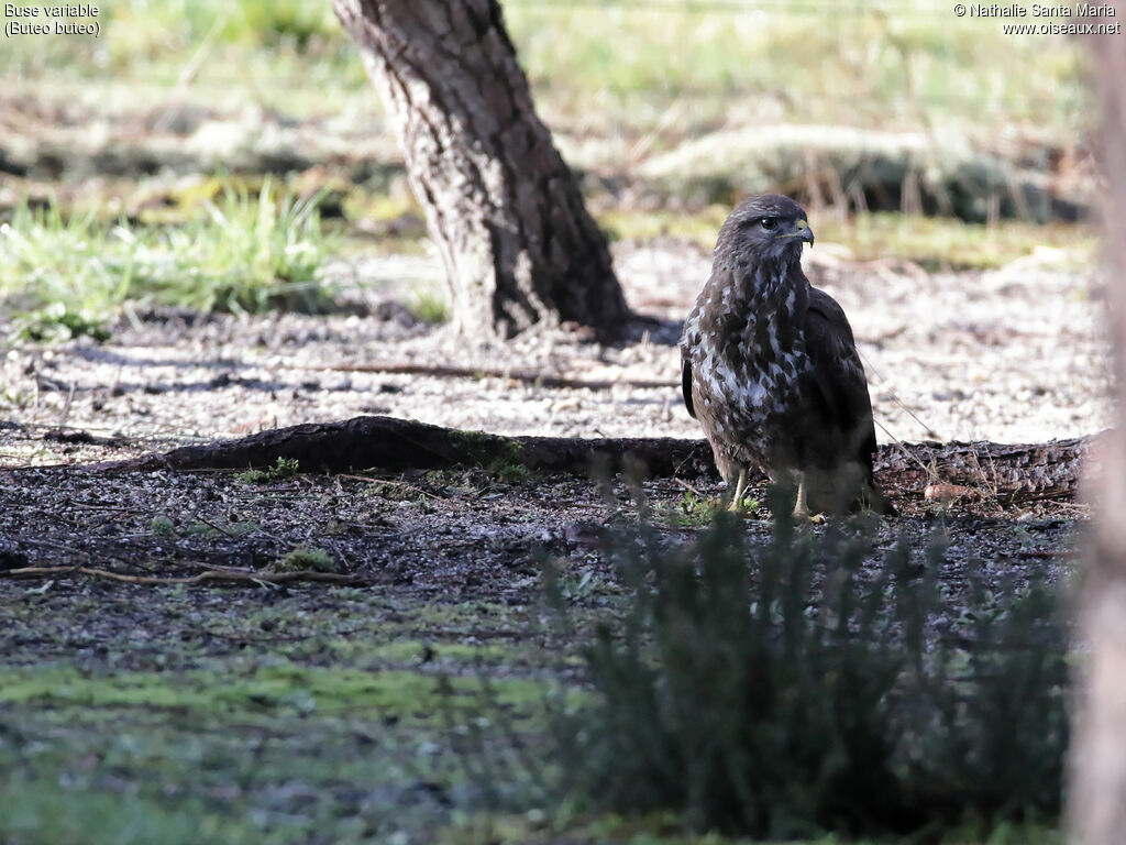Buse variableadulte, identification, pêche/chasse
