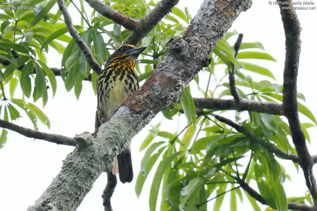 Cabézon doré femelle adulte, identification