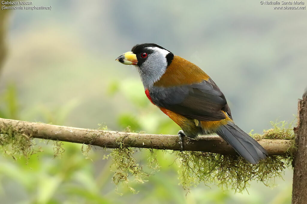 Cabézon toucanadulte, identification