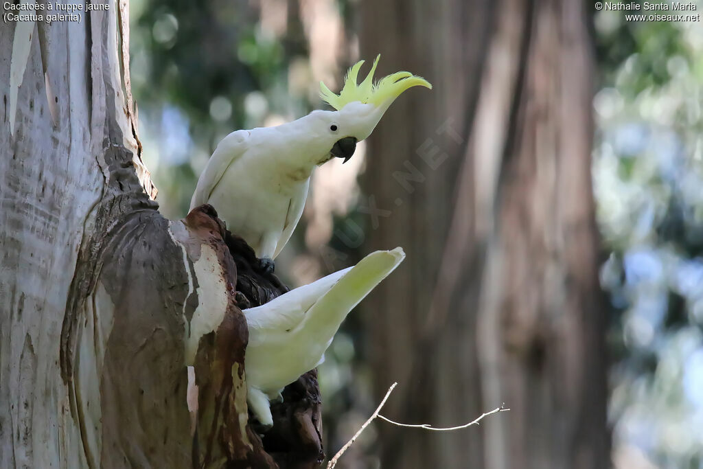 Sulphur-crested Cockatooadult, habitat, Reproduction-nesting