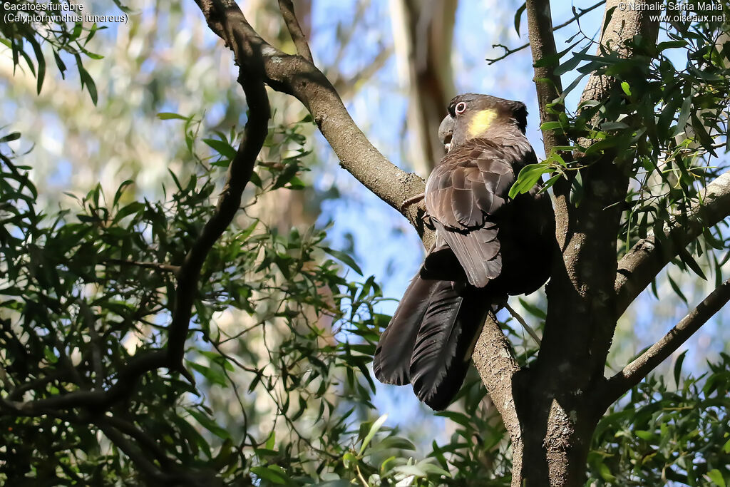 Yellow-tailed Black Cockatoo male adult, identification