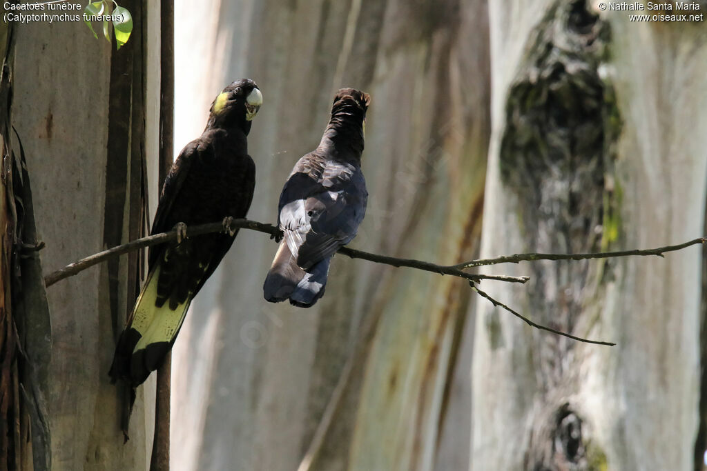 Yellow-tailed Black Cockatooadult, habitat, courting display