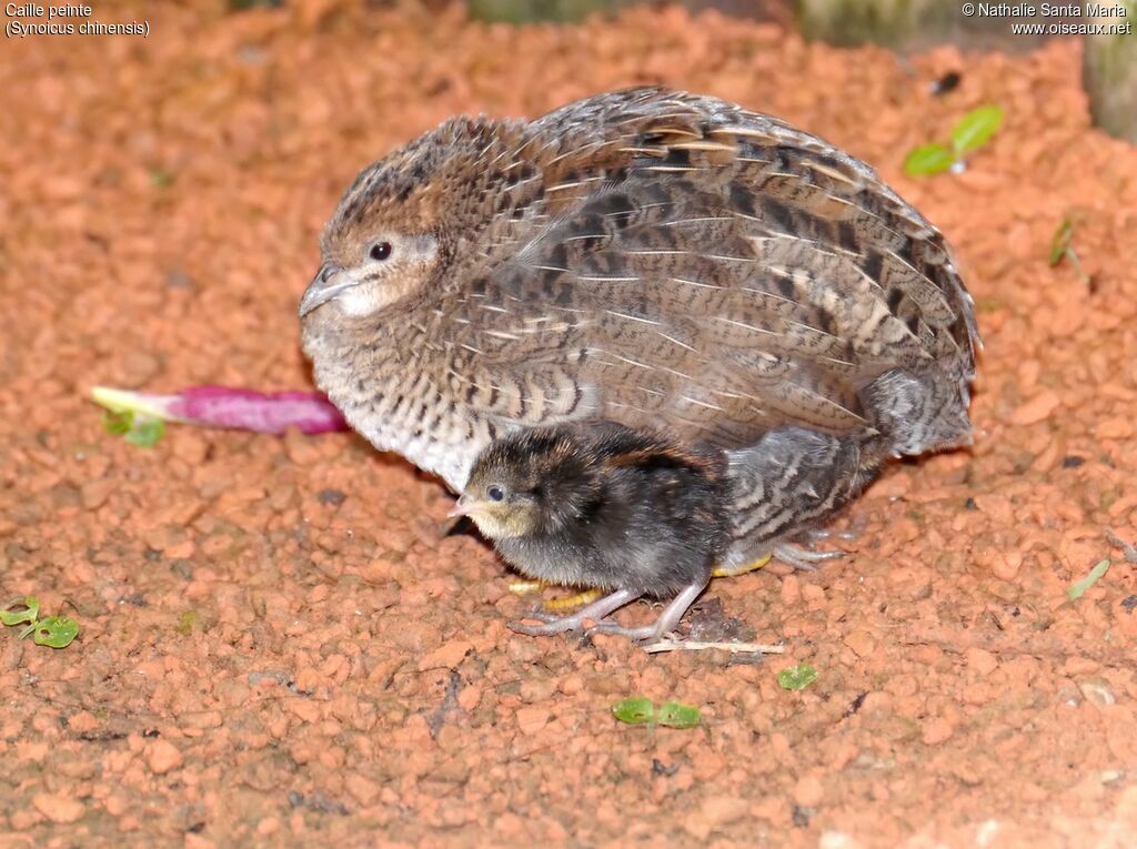 King Quail female adult, identification, walking, Reproduction-nesting