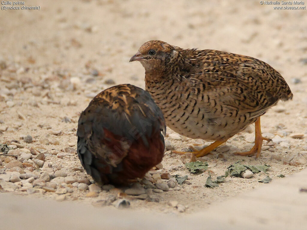 King Quail female adult, identification, walking