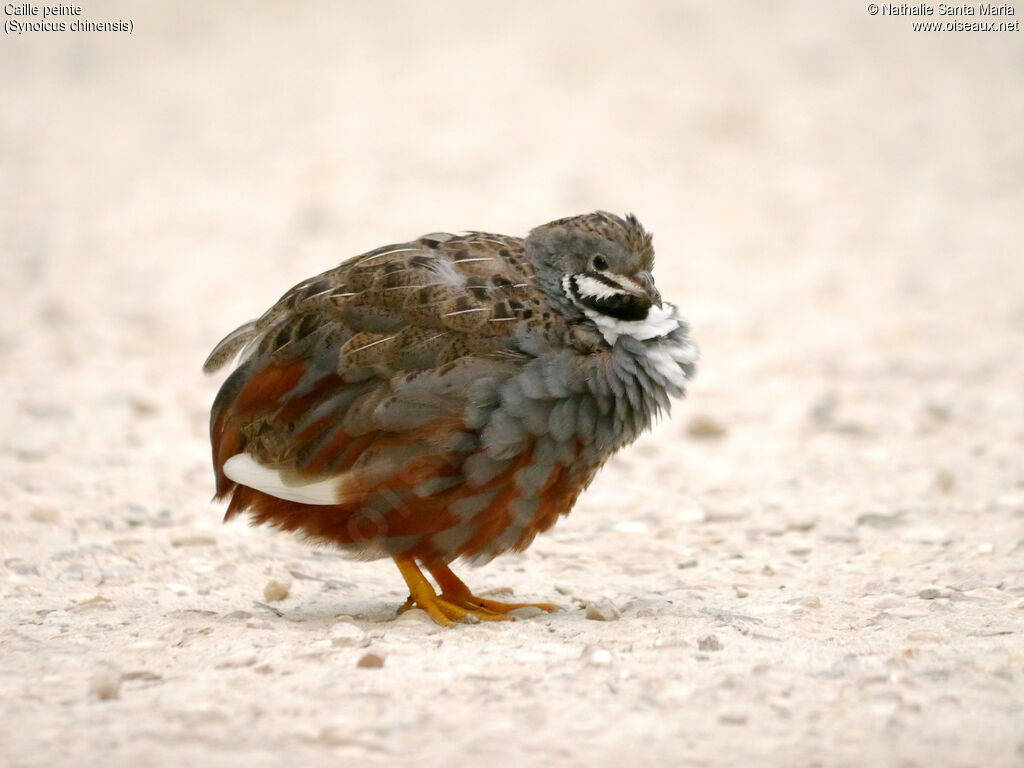 King Quail male adult, identification