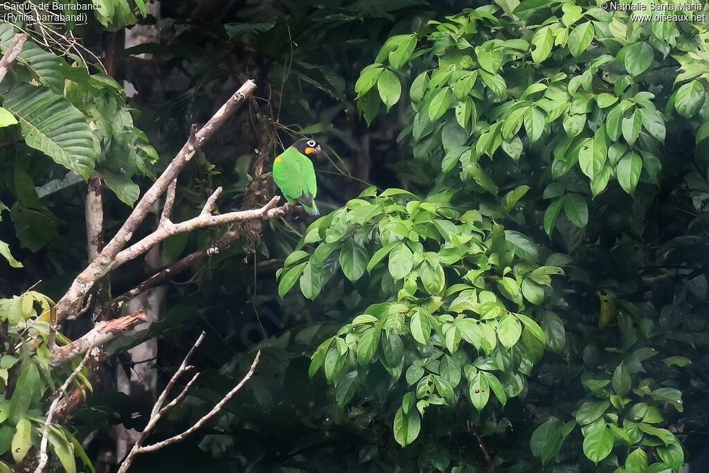 Caïque de Barrabandadulte, identification