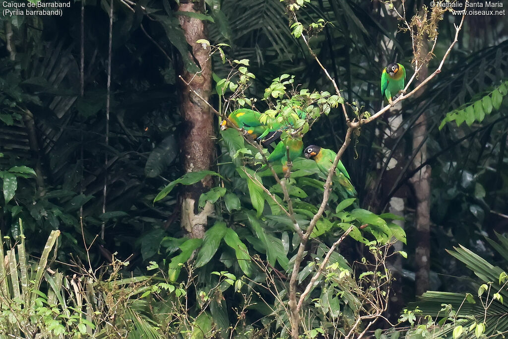 Caïque de Barraband, habitat