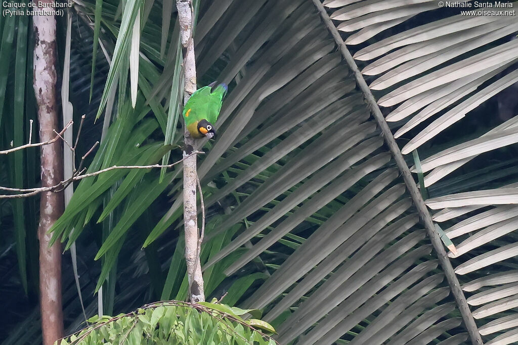 Caïque de Barrabandadulte, identification