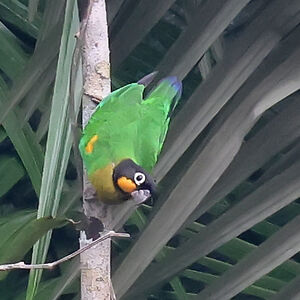 Caïque de Barraband