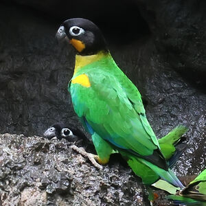 Caïque de Barraband