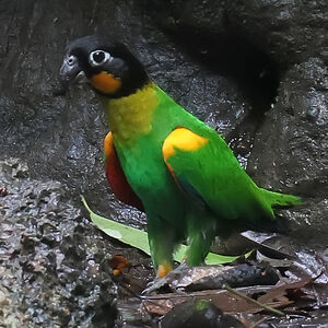 Caïque de Barraband