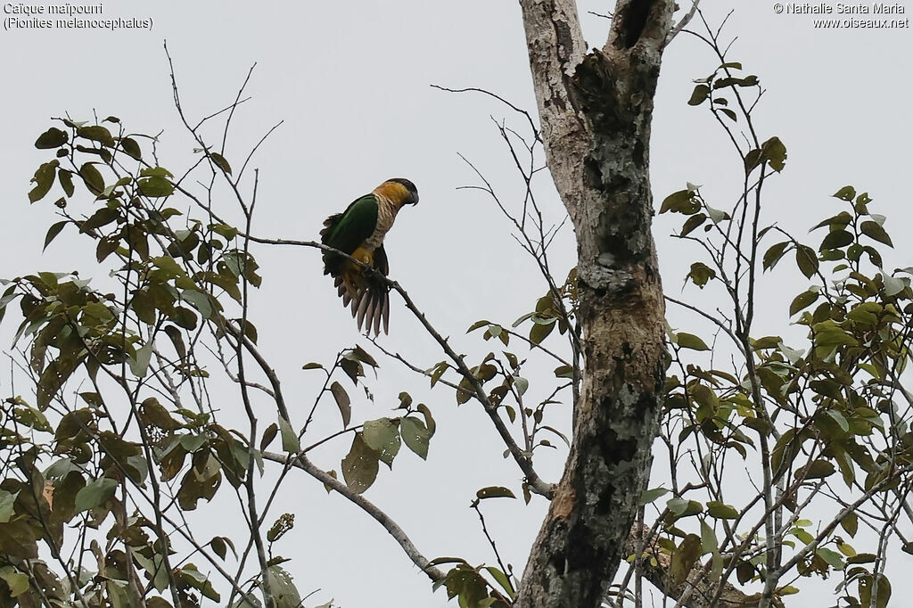 Caïque maïpourriadulte, identification