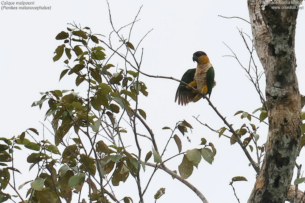Caïque maïpourriadulte, identification