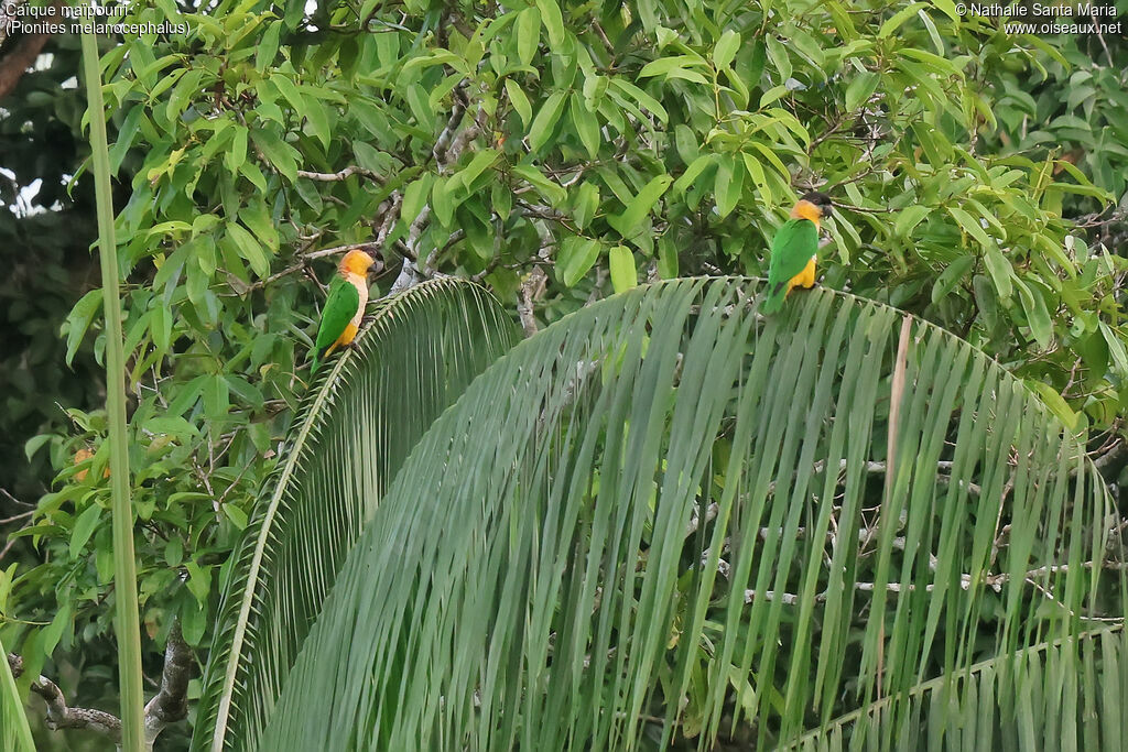 Caïque maïpourriadulte, habitat